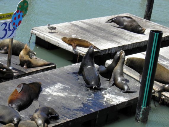 Sea Lions 2