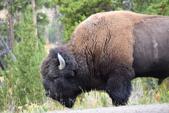 bison-1.jpg